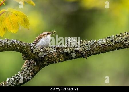 Baumkäfer (Certhia familiaris) mit Futter für die Küken Stockfoto