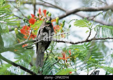 Seychellen Schwarzer Papagei - Fütterung auf Flamboyant Tree Flowers Coracopsis nigra barklyi Praslin Island, Seychellen BI015139 Stockfoto