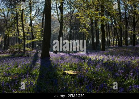 Am frühen Morgen fällt das Sonnenlicht auf einen Teppich aus bluebells Waldboden in Oxfordshire Stockfoto