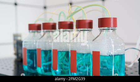 Biowasserstoff-Droduktionsforschung durch Fermentation. Die Fermentation von nachwachsenden Rohstoffen durch Bakterien erfolgt in der dunklen Gärung Resea Stockfoto