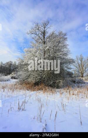 Winterbaum und Winterlandschaft mit Eis und Schnee und Reif Stockfoto