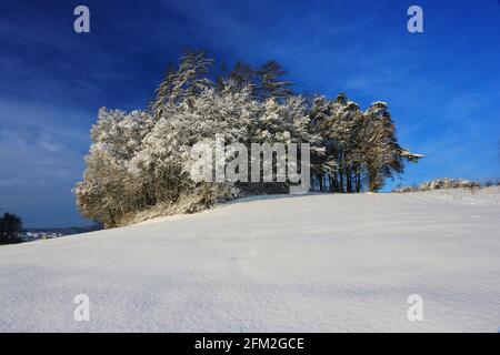 Winterbaum und Winterlandschaft mit Eis und Schnee und Reif Stockfoto