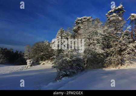 Winterbaum und Winterlandschaft mit Eis und Schnee und Reif Stockfoto