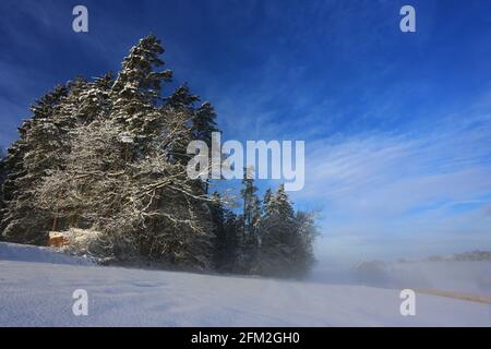 Winterbaum und Winterlandschaft mit Eis und Schnee und Reif Stockfoto