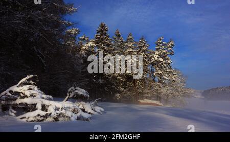 Winterbaum und Winterlandschaft mit Eis und Schnee und Reif Stockfoto