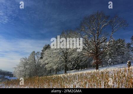 Winterbaum und Winterlandschaft mit Eis und Schnee und Reif Stockfoto