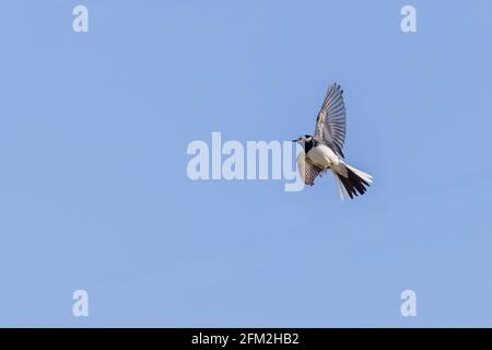 Die Bachstelze (Motacilla alba) im Flug Stockfoto