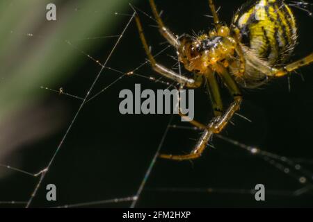 Mangora acalypha, auch bekannt unter seinem gemeinsamen Namen Cricket-bat Orbweaver, ist eine Art von Spinne in der Familie Araneidae, in der ganzen Paläarktis gefunden Stockfoto