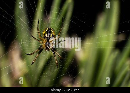 Neriene peltata Spinne in Europa gefunden Stockfoto