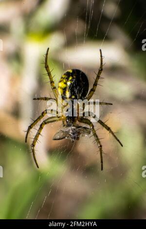 Mangora acalypha Spinne in Europa gefunden Essen seine Beute oder Insektenfang auf dem Spinnennetz. Stockfoto