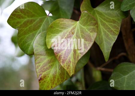 Allgemeine Ansichten des Weald & Downland Living Museum in Singleton, Chichester, West Sussex, Großbritannien. Stockfoto