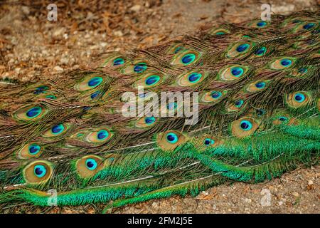 Pfauenfedern aus der Nähe.Blauer indischer Pfau, Pavo cristatus, mit bunt schillerndem Schwanz und blau-grünen metallischen Federn.Ornamental exotischer Vogel. Stockfoto