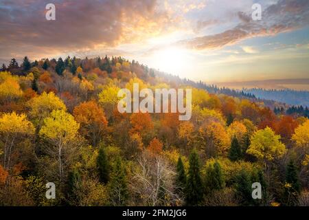 Blick von oben auf dichten Pinienwald mit Vordächern von grünen Fichten und bunt gelb üppigen Vordächer im Herbst Berge bei Sonnenuntergang. Stockfoto