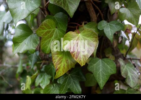 Allgemeine Ansichten des Weald & Downland Living Museum in Singleton, Chichester, West Sussex, Großbritannien. Stockfoto