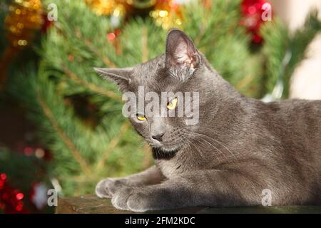 Glückliche russische blaue Katze spielt mit einem Weihnachtsspielzeug. Weihnachtszeit, Neujahr, Feiertage und Feiern. Lustige Katze sitzt zu Hause. Freche niedliche Kätzchen Stockfoto