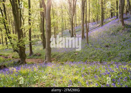 Bluebells in Graig Fawr Woods in der Nähe von Margam Country Park bei Sonnenuntergang, Port Talbot, South Wales, Großbritannien Stockfoto