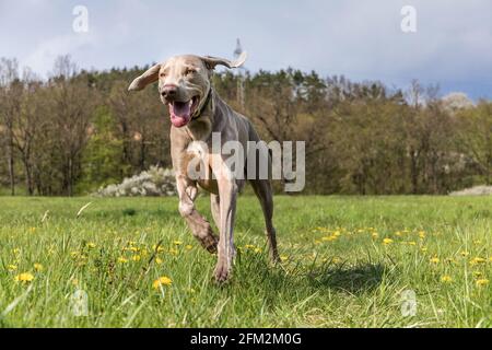 Reinrassige Weimaraner Hund im Freien in der Natur auf Graswiese an einem Frühlingstag. Hound. Der Hund rennt auf einer Frühlingswiese davon. Stockfoto