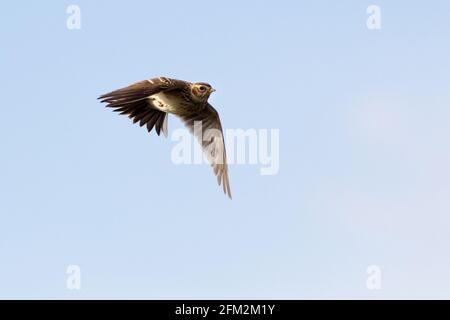 Skylark (Alauda arvensis) im Flug Stockfoto