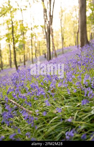 Nahaufnahme des Bluebells-Feldes in den Graig Fawr Woods in der Nähe des Margam Country Park bei Sonnenuntergang, Port Talbot, South Wales, Großbritannien Stockfoto