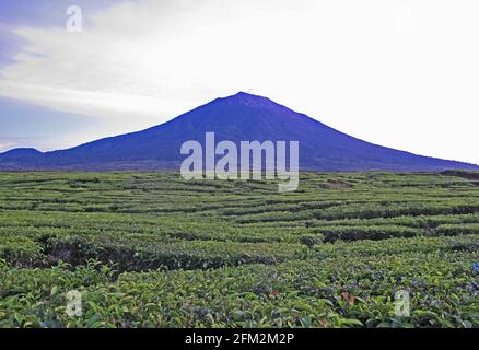 Blick auf den Berg über der teap-Plantage Kerinci SeblatNP, Sumatra, Indonesien Juni Stockfoto