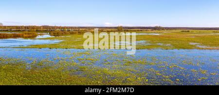 Frühlingshafte Panoramasicht auf die Feuchtgebiete des Narew River Valley mit marsh-Ringelblumen und Naturschutzgebiet in Zajki Dorf in der Nähe von Wizna In Podlasie Stockfoto