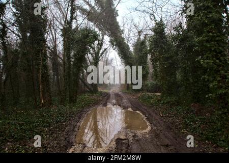 Schotterweg in einem Hain an einem nebligen Tag Stockfoto