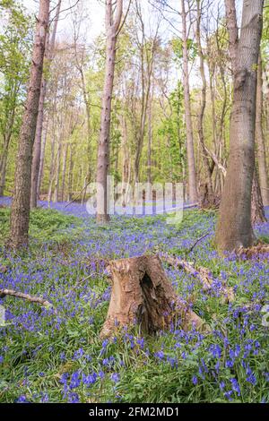 Bluebells Field in Graig Fawr Woods in der Nähe von Margam Country Park, Port Talbot, South Wales, Großbritannien Stockfoto