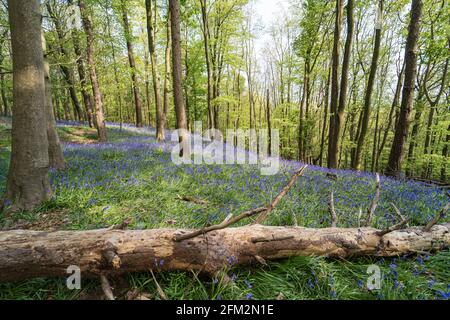 Bluebells und gefallene Bäume in den Graig Fawr Woods in der Nähe des Margam Country Park, Port Talbot, South Wales, Großbritannien Stockfoto