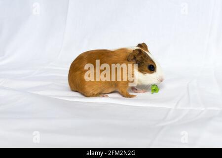 Rothaarig mit weißen Flecken Meerschweinchen auf einem weißen Wandhintergrund. Stockfoto