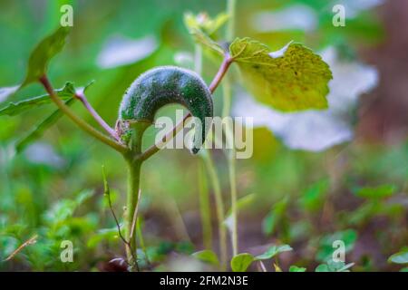 Okra oder Lady Finger Nahaufnahme. Bio-Okra im Garten. Stockfoto