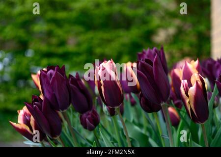 Tulip Slawa, Tulipa Muvota, Tulipa Havran, Tulipa Black Hero, Dunkelviolette Tulpen, violette und kupferorangene Tulpen, gemischte Tulpenanzeige, Displays, in Th Stockfoto