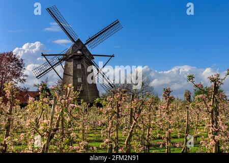 Lette, NRW, Deutschland, 5. Mai 2021. Vor der Windmühle Lette im Münsterland blüht ein Apfelgarten in weiß und rosa. Kühle Frühlingstemperaturen haben die Apfelblüte dieses Jahr verzögert. Die historische Mühle Lette wurde 1812 im holländischen Stil erbaut, da sich das Dorf Lette in der Nähe der niederländischen Grenze befindet. Kredit: Imageplotter/Alamy Live Nachrichten Stockfoto