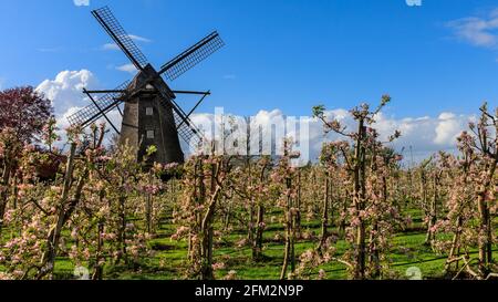 Lette, NRW, Deutschland, 5. Mai 2021. Vor der Windmühle Lette im Münsterland blüht ein Apfelgarten in weiß und rosa. Kühle Frühlingstemperaturen haben die Apfelblüte dieses Jahr verzögert. Die historische Mühle Lette wurde 1812 im holländischen Stil erbaut, da sich das Dorf Lette in der Nähe der niederländischen Grenze befindet. Kredit: Imageplotter/Alamy Live Nachrichten Stockfoto