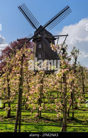 Lette, NRW, Deutschland. Mai 2021. Vor der Windmühle Lette im Münsterland blüht ein Apfelgarten in weiß und rosa. Kühle Frühlingstemperaturen haben die Apfelblüte dieses Jahr verzögert. Die historische Mühle Lette wurde 1812 im holländischen Stil erbaut, da sich das Dorf Lette in der Nähe der niederländischen Grenze befindet. Kredit: Imageplotter/Alamy Live Nachrichten Stockfoto