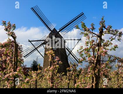 Lette, NRW, Deutschland. Mai 2021. Vor der Windmühle Lette im Münsterland blüht ein Apfelgarten in weiß und rosa. Kühle Frühlingstemperaturen haben die Apfelblüte dieses Jahr verzögert. Die historische Mühle Lette wurde 1812 im holländischen Stil erbaut, da sich das Dorf Lette in der Nähe der niederländischen Grenze befindet. Kredit: Imageplotter/Alamy Live Nachrichten Stockfoto