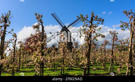 Lette, NRW, Deutschland. Mai 2021. Vor der Windmühle Lette im Münsterland blüht ein Apfelgarten in weiß und rosa. Kühle Frühlingstemperaturen haben die Apfelblüte dieses Jahr verzögert. Die historische Mühle Lette wurde 1812 im holländischen Stil erbaut, da sich das Dorf Lette in der Nähe der niederländischen Grenze befindet. Kredit: Imageplotter/Alamy Live Nachrichten Stockfoto