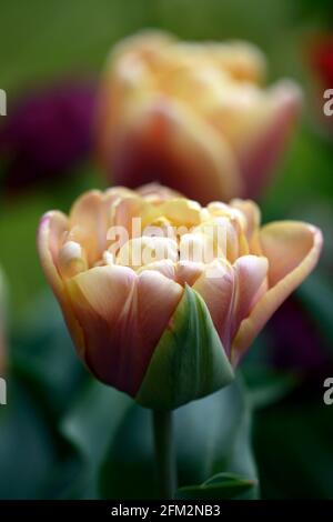 Tulipa La Belle Epoque, Tulip La Belle Epoque, doppelte späte Blüten, rosa, rosa Aprikose Blumen, Tulpen, Tulpe, Blüte, Frühling, Birnen, Pfingstrose-blühende Tulpe Stockfoto