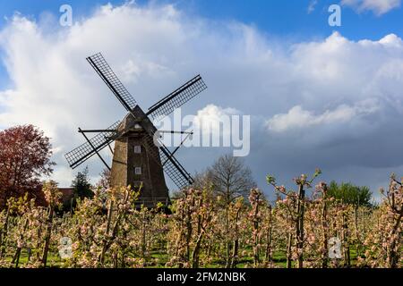 Lette, NRW, Deutschland. Mai 2021. Vor der Windmühle Lette im Münsterland blüht ein Apfelgarten in weiß und rosa. Kühle Frühlingstemperaturen haben die Apfelblüte dieses Jahr verzögert. Die historische Mühle Lette wurde 1812 im holländischen Stil erbaut, da sich das Dorf Lette in der Nähe der niederländischen Grenze befindet. Kredit: Imageplotter/Alamy Live Nachrichten Stockfoto