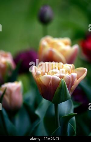 Tulipa La Belle Epoque, Tulip La Belle Epoque, doppelte späte Blüten, rosa, rosa Aprikose Blumen, Tulpen, Tulpe, Blüte, Frühling, Birnen, Pfingstrose-blühende Tulpe Stockfoto