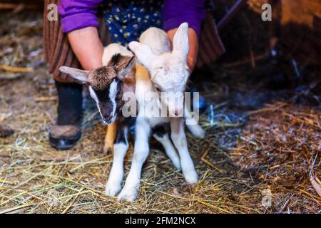 Zwei niedliche Ziegenkinder auf dem Farmstall in bäuerlichen Händen. Haustierkonzept Stockfoto