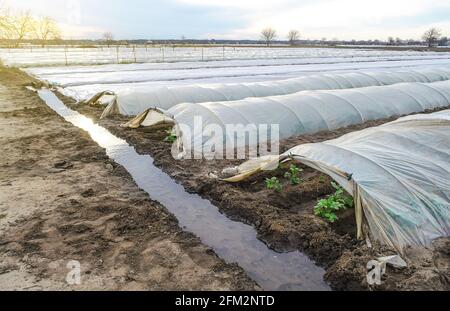 Offene Tunnelreihen von Kartoffelbüschen Plantage und einem mit Wasser gefüllten Bewässerungskanal. Treibhauseffekt. Agrarindustrie und Landwirtschaft. Wächst früh Stockfoto