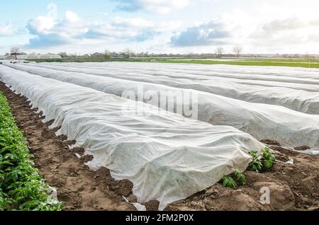 Kartoffelplantage, bedeckt mit weißen Fasern aus der Landwirtschaft, um vor niedrigen Nachttemperaturen zu schützen. Spinnvlies Spinnvlies-Spinnvlies-Agrargewebe. M Stockfoto