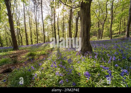 Bluebells in Graig Fawr Woods in der Nähe von Margam Country Park bei Sonnenuntergang, Port Talbot, South Wales, Großbritannien Stockfoto