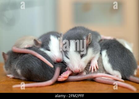 Viele kleine lustige Babyratten wärmen sich zusammen auf einer auf der anderen. Stockfoto