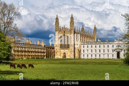 Cambridge University Cows - Kings College University of Cambridge hält eine kleine Herde Kühe auf dem College-Gelände, die Rücken, Cambridge City Centre Stockfoto