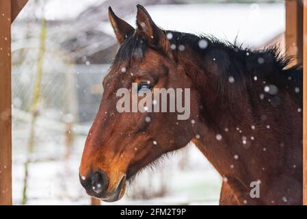 Ein Pferd im Fahrerlager an einem windigen Wintertag. Sichtbare Schneeflocken, Wind und Frost. Nahaufnahme der Augen und des Kopfes des Pferdes. Winterlandschaft am Pferd weit Stockfoto