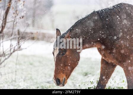 Ein nasses Pferd in einem Fahrerlager an einem windigen Wintertag. Sichtbare Schneeflocken, Wind und Frost. Nahaufnahme der Augen und des Kopfes des Pferdes. Winterlandschaft auf dem Pferd Stockfoto