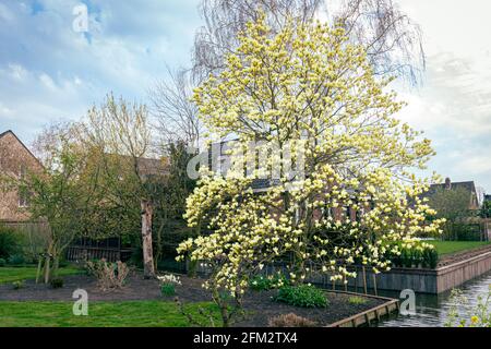 Großer Magnolienbaum oder Tulpenbaum mit cremig gelber Farbe Blüht im Frühling Stockfoto