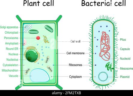 Bakterien und Pflanzenzellen. Vergleich der Zellstruktur. Ähnlichkeiten und Unterschiede. Querschnitt und Anatomie der Zelle. Biologiediagramm. Vektor Stock Vektor