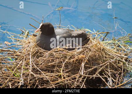 Ein Ruß sitzt auf seinem Nest, umgeben von Wasser Stockfoto